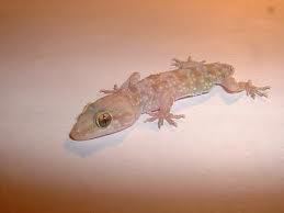 gecko