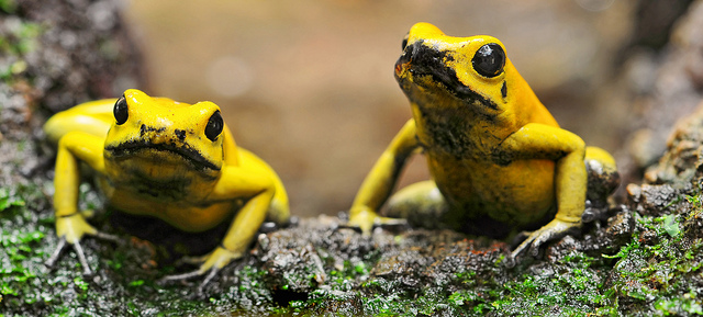 yellow frogs